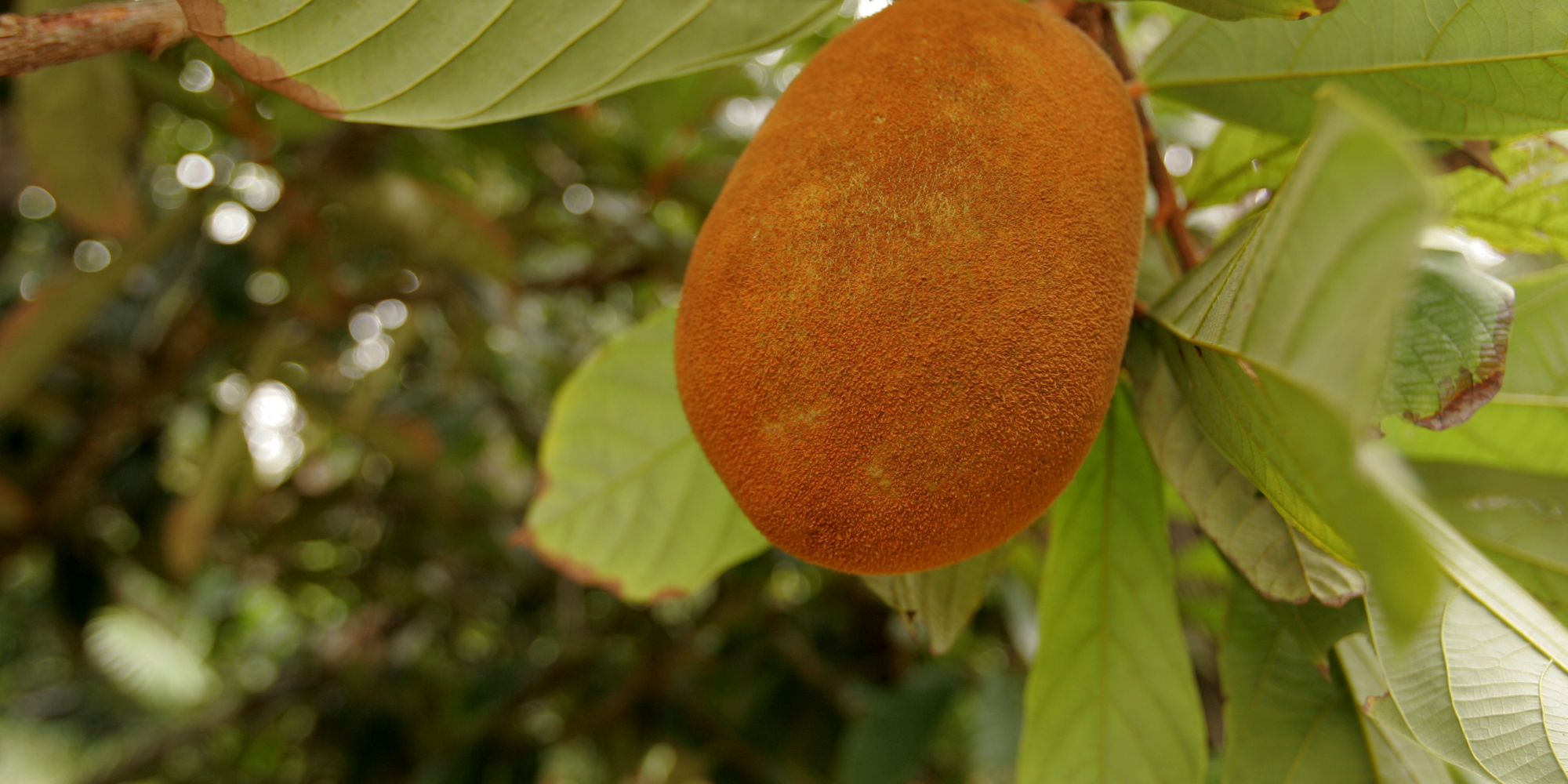CUPUACU BUTTER / THEOBROMA GRANDIFLORUM