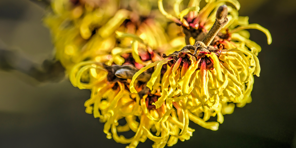 HAMAMELIS EXTRAKT