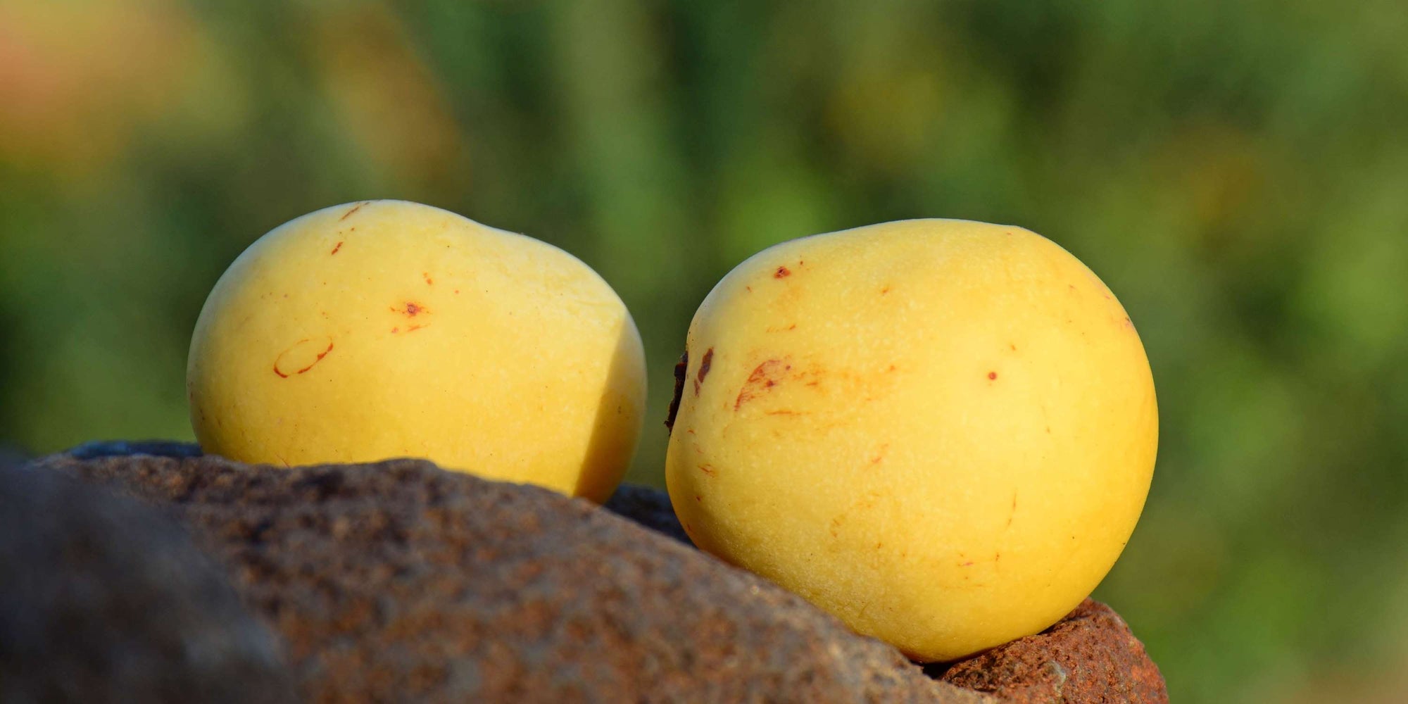 MARULA ÖL / SCLEROCARYA BIRREA