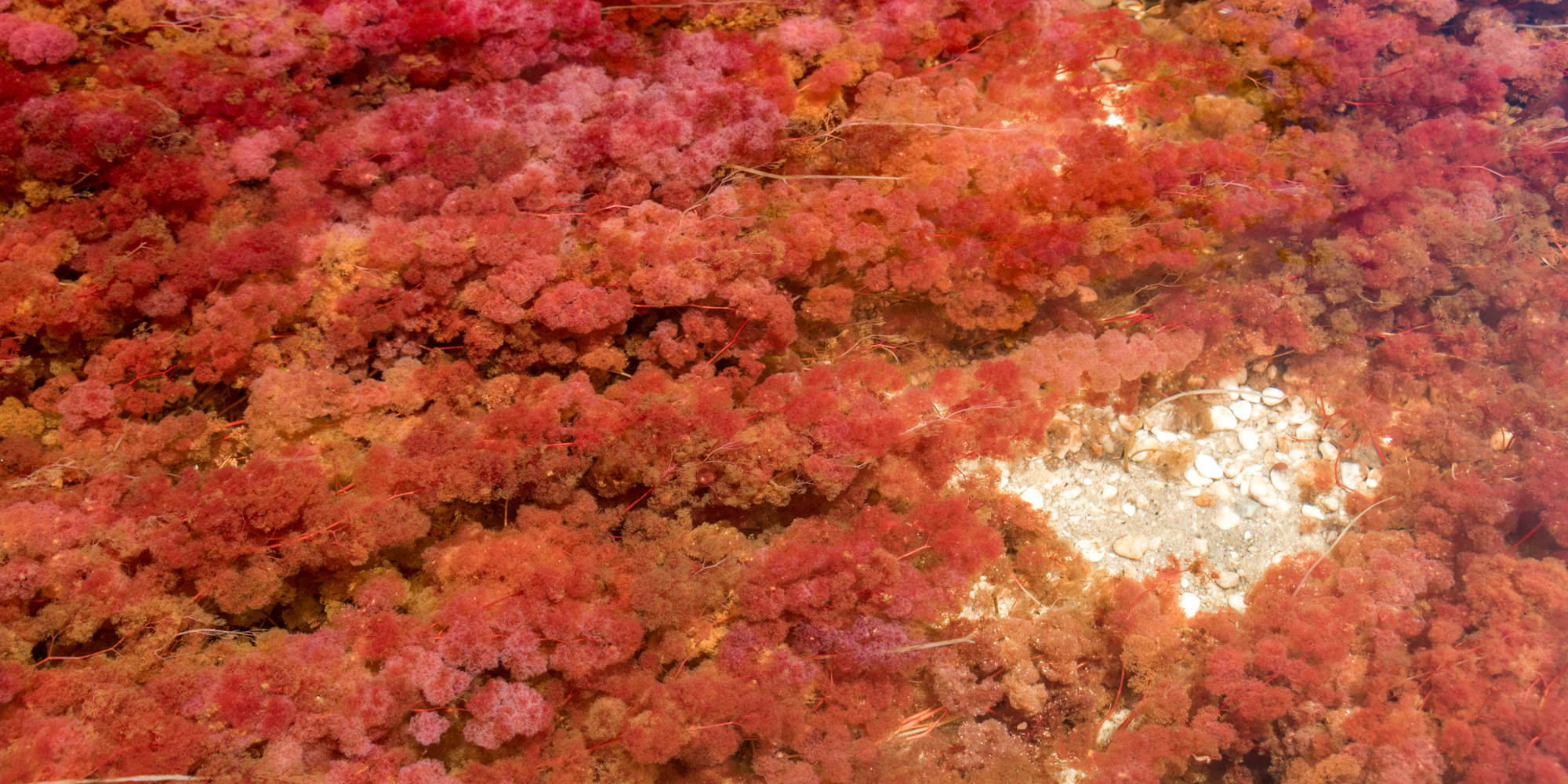 CARRAGEENAN / ROTALGE / CHONDRUS CRISPUS / IRISCH MOOS EXTRAKT