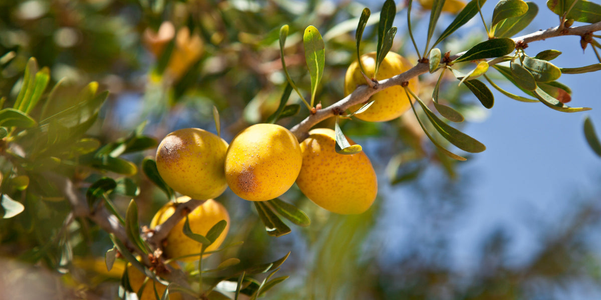 PHYTOCELLTEC™ ARGAN