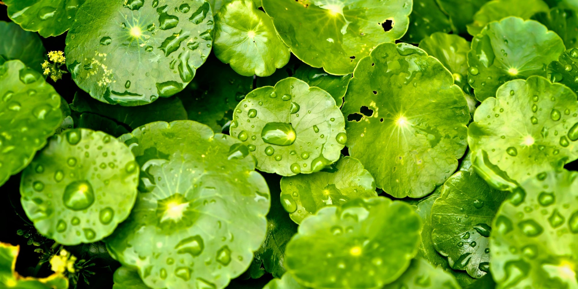 CICA/CENTELLA ASIATICA