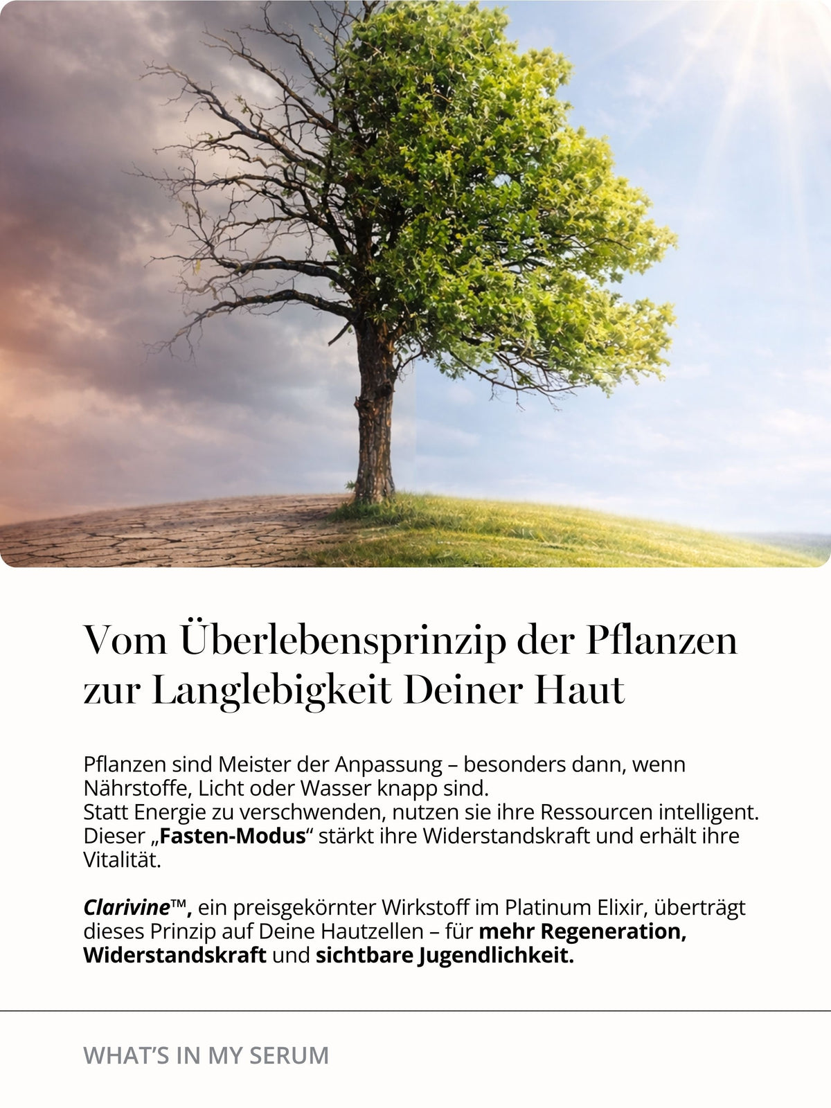 Clarivine im DOC BERGER EFFECT Platinum Elixir unterstützt Skin Longevity, Zellregeneration und Widerstandskraft für ein länger vital und jugendlich wirkendes Hautbild.
